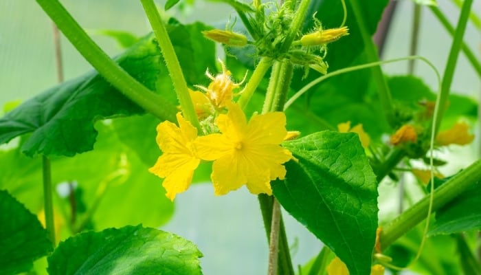 A young, healthy cucumber plant with several blooms.