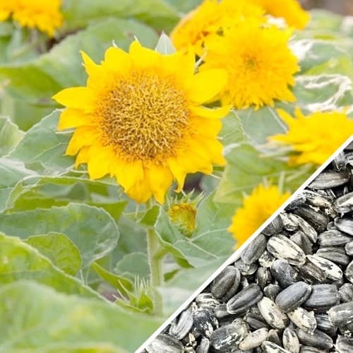 Sunflower Seeds & Growing Kits | SeedsNow