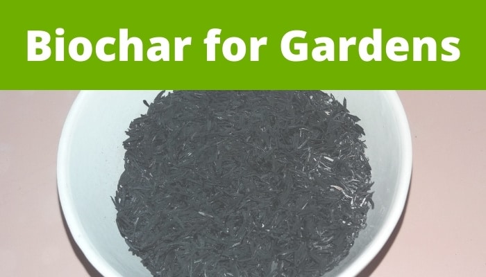 Biochar in a white bowl.