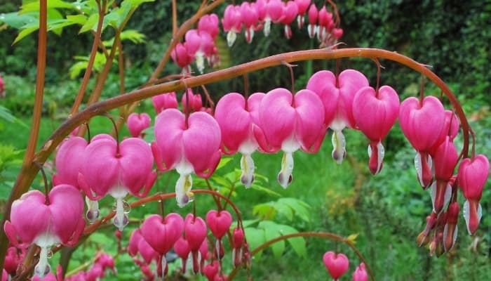 Lovely blooms of bleeding heart plants.