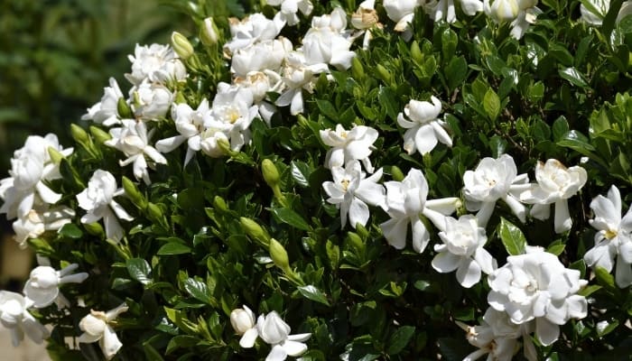 A large gardenia covered in sweet-smelling white blossoms.