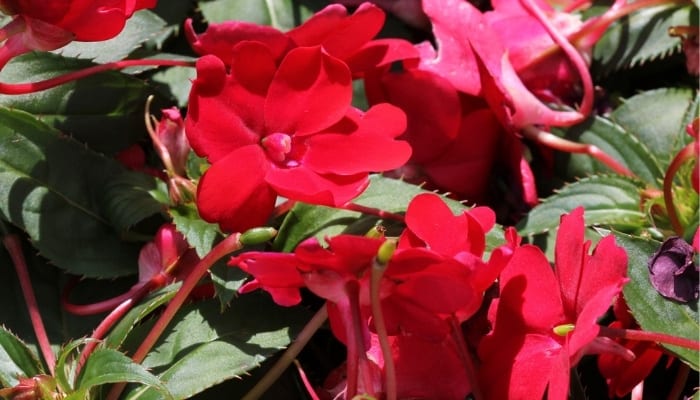 Red flowers on a compact red Sunpatiens plant.