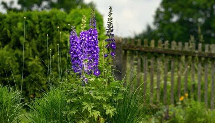 Giant larkspur or Consolida ajacis growing in a backyard.