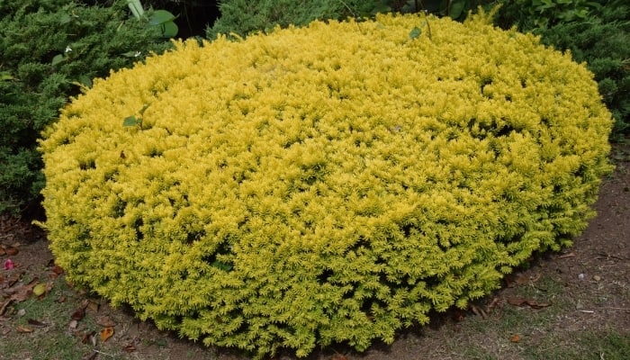 A lovely Dwarf Japanese yew trimmed to an oval.