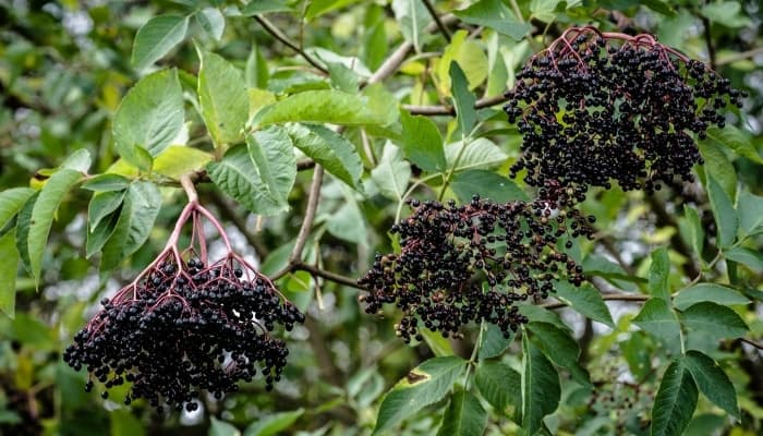 Clusters of ripe elderberries hanging on the bush.