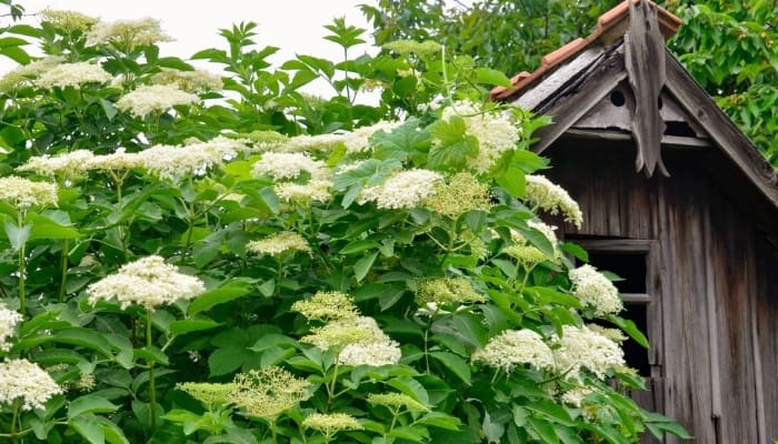 European elderberry with old garden shed in the background.