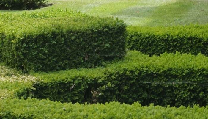 A formal boxwood garden with bushes of differing heights.