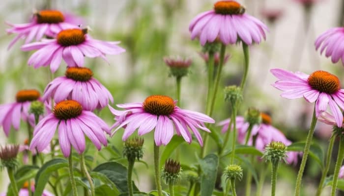 A large patch of purple coneflowers in full bloom.