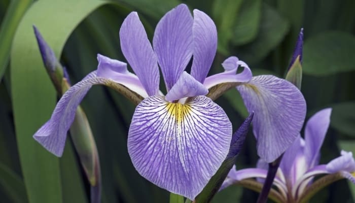 A close look at a light-purple iris flower.