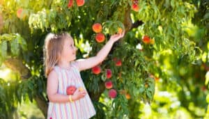 A little girl picking fresh peaches from a productive tree.