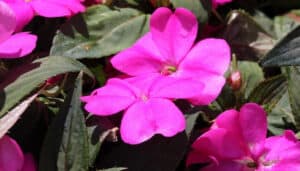 Up close view of flowers on a magenta Sunpatiens plant.