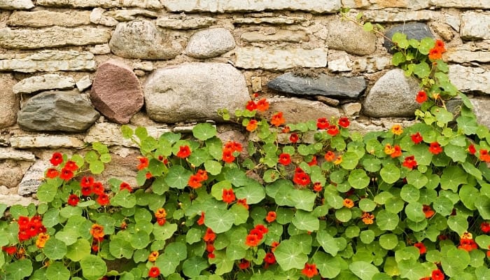 A patch of nasturtiums growing alongside a stone wall.