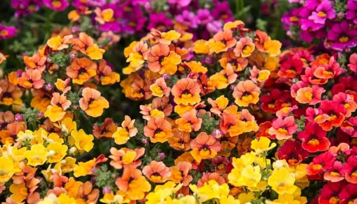 A variety of nemesia flowers in full bloom.