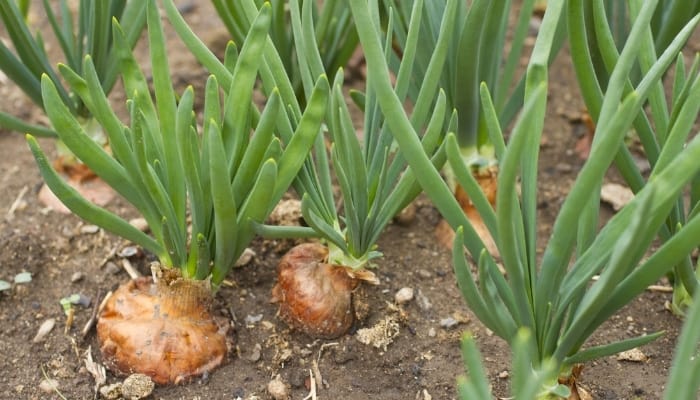Several onion plants growing in a garden.