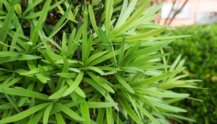 Podocarpus 'Maki' viewed up close.