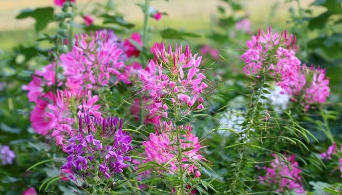 Pink and purple spider flowers in full bloom.