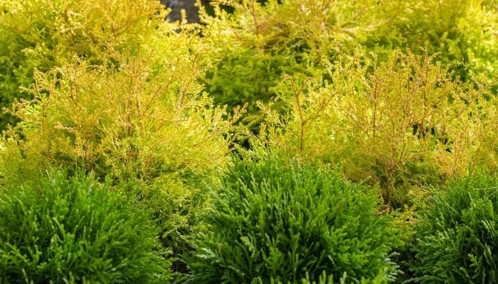 Several Rheingold arborvitae bushes.