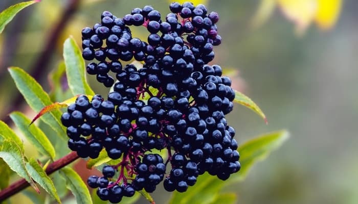 A bunch of elderberries on the bush, ripe and ready to be picked.