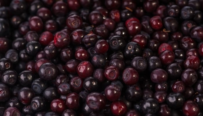 A pile of ripe, freshly picked huckleberries.