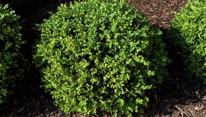 A small boxwood shrub trimmed to a round shape.