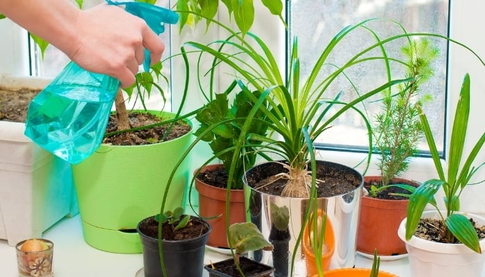 A person using a blue spray bottle to mist a variety of houseplants.