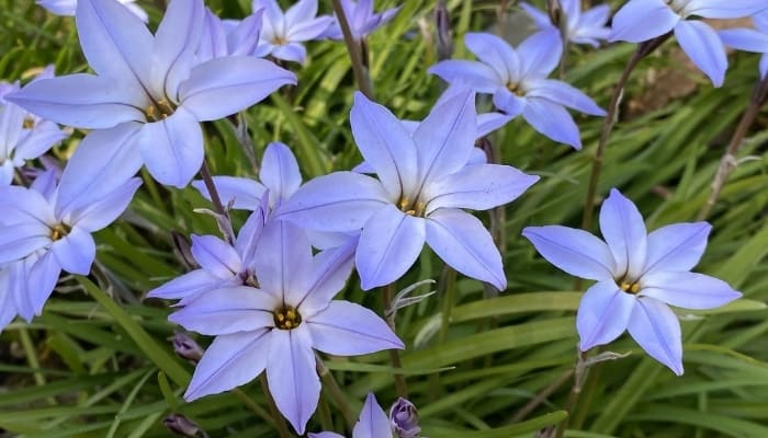 Light-blue spring starflowers.