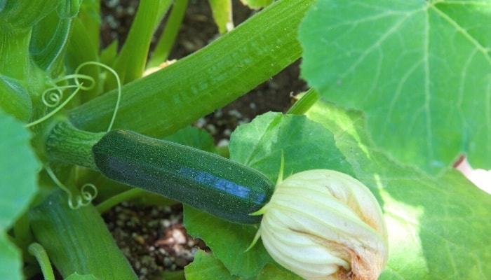 A zucchini with the blossom still attached growing on a healthy plant.