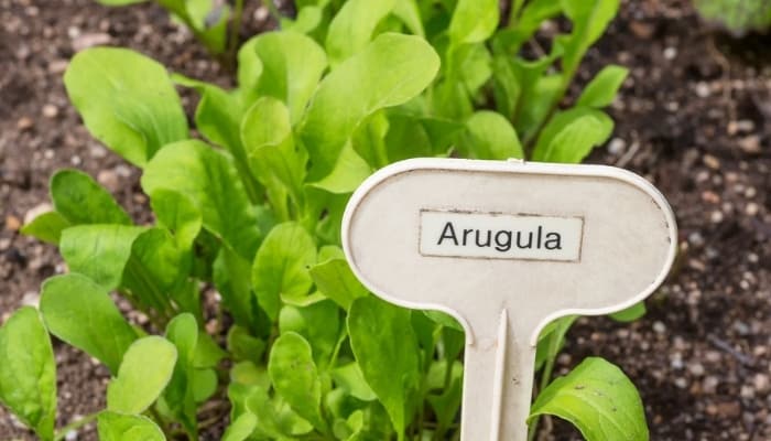 Young arugula plants in soil with a garden marker sign.