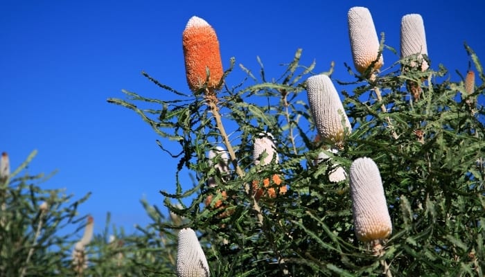 Various stages of flowers on the banksia plant of Australia.