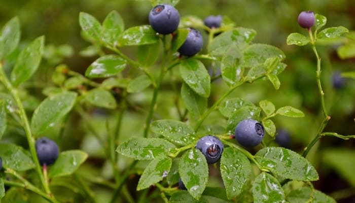 A blueberry bush with ripe berries ready to be picked.