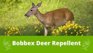 Bobbex Deer Repellent and deer.
