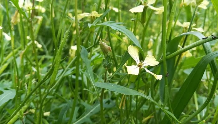 Bolted arugula with small white flowers.