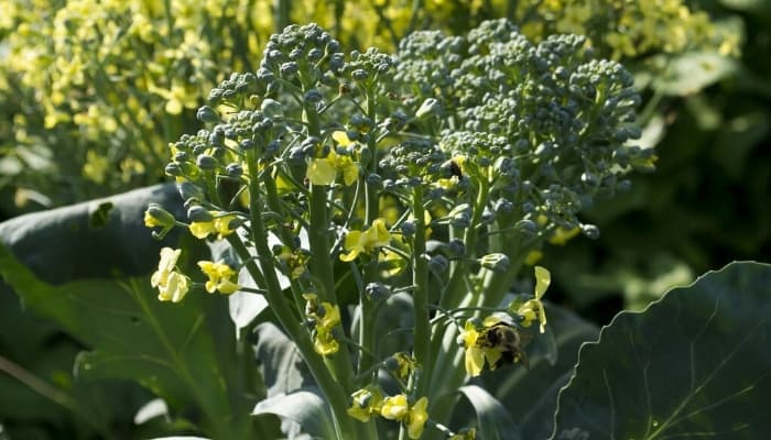 A bolting broccoli plant with yellow flowers and a bee.