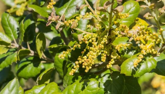 A close look at the foliage and blooms of California live oak.