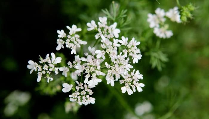 Close look at the white flowers of the cilantro plant.