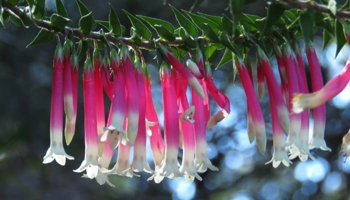 A pretty row of correa flowers dangling from the tree.