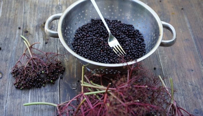 Fresh elderberries in a metal colander with bare elderberry branches in foreground.