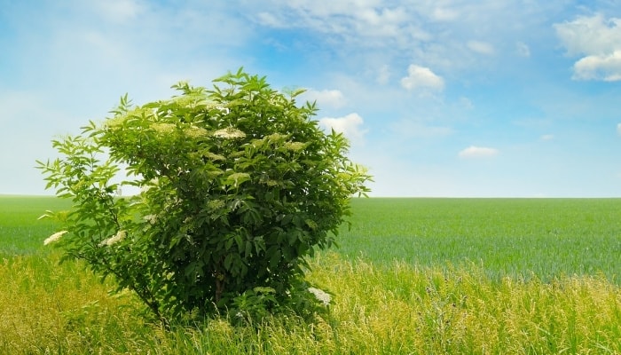 A mature elderberry bush in a peaceful field under a pretty blue sky.