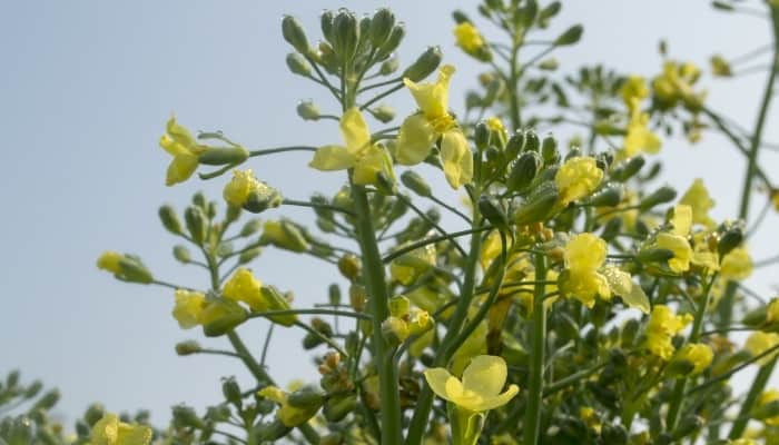 Bolted broccoli with numerous yellow flowers.