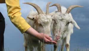 A woman hand-feeding two white goats.