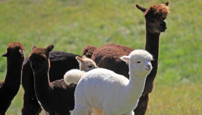 A small herd of differently colored alpacas in a field.