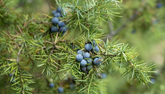 Juniper communis with berries.