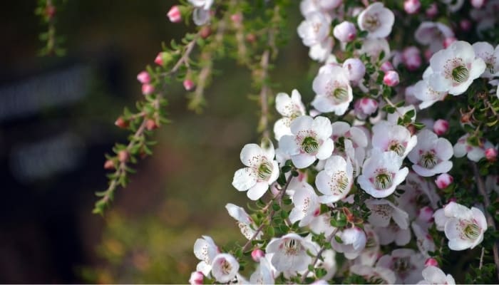 Delicate, pretty white flowers of Leptospermum.