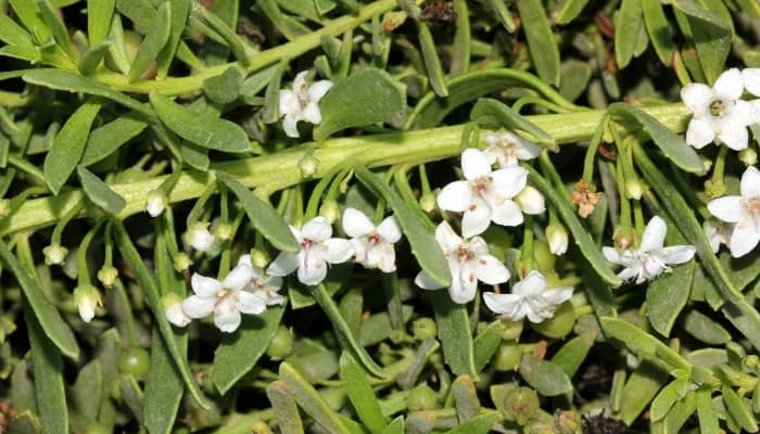 Myoporum parvifolium with small white flowers.