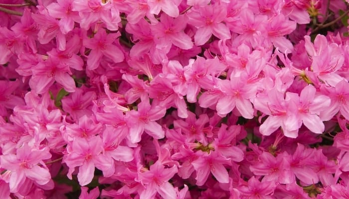 A multitude of bright-pink azalea flowers.