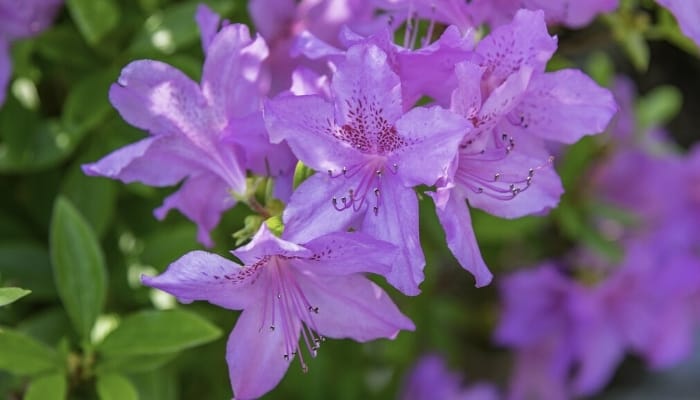 An up-close look at purple azalea flowers.
