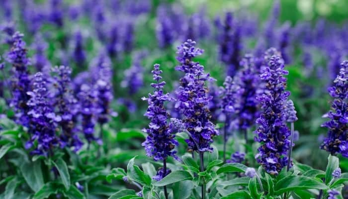 Flowers of the purple sage plant in full bloom.