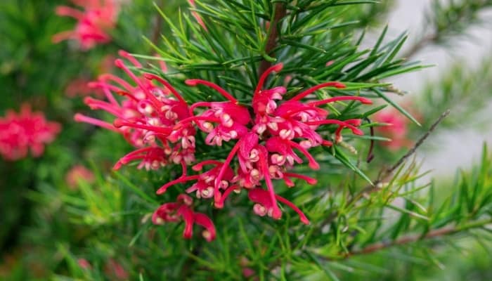 A bright-pink flower of the Grevillea plant.