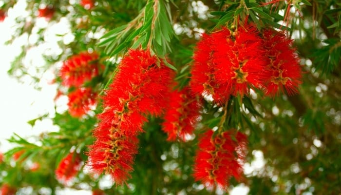 The striking red flowers on a large bottlebrush tree.