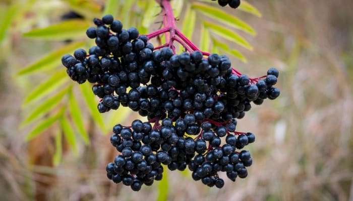 An up-close look at a cluster of ripe elderberries still on the plant.